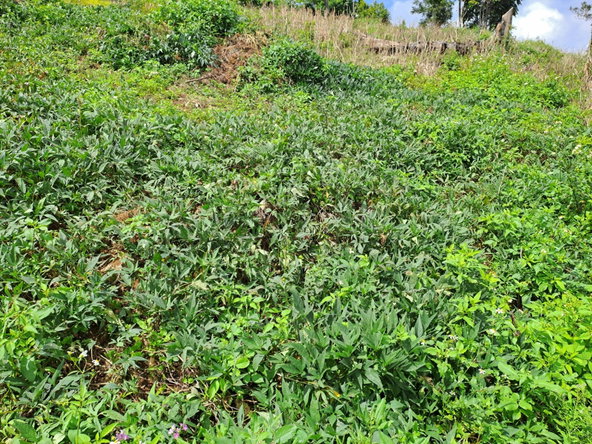 Seventeenth image of Portland in Mount Pleasant, Portland, Jamaica - property is For Sale