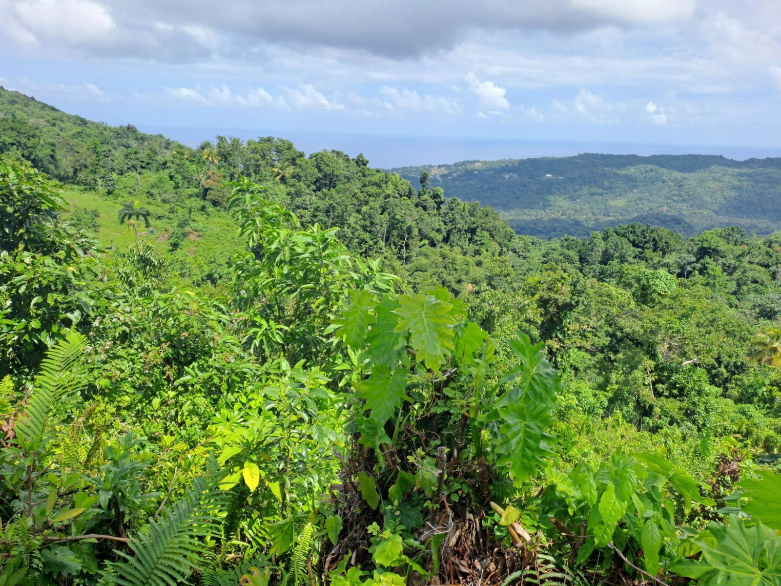 Third image of Portland in Mount Pleasant, Portland, Jamaica - property is For Sale