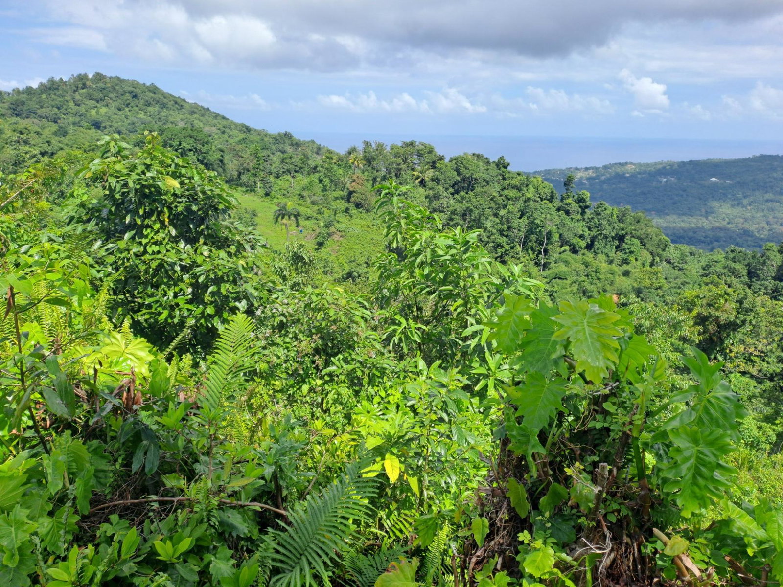 Fourth image of Portland in Mount Pleasant, Portland, Jamaica - property is For Sale