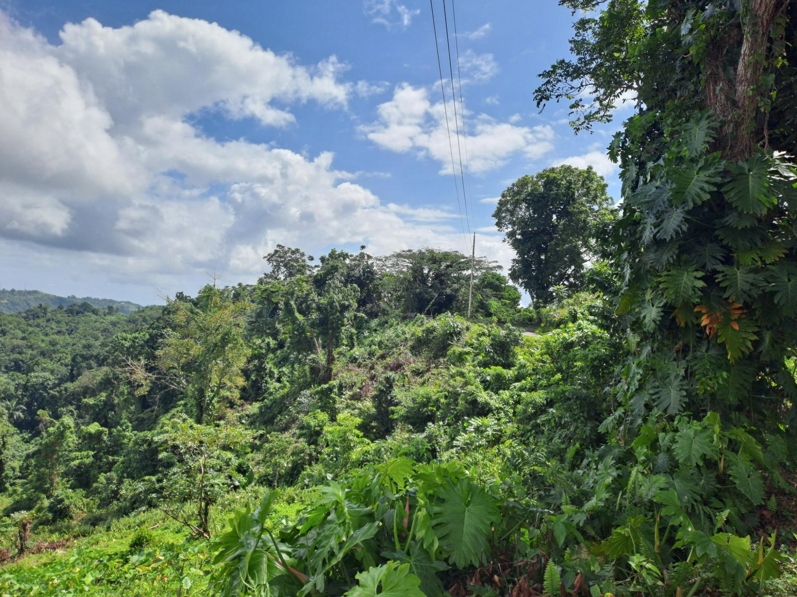 Fifth image of Portland in Mount Pleasant, Portland, Jamaica - property is For Sale