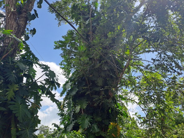 Seventh image of Portland in Mount Pleasant, Portland, Jamaica - property is For Sale