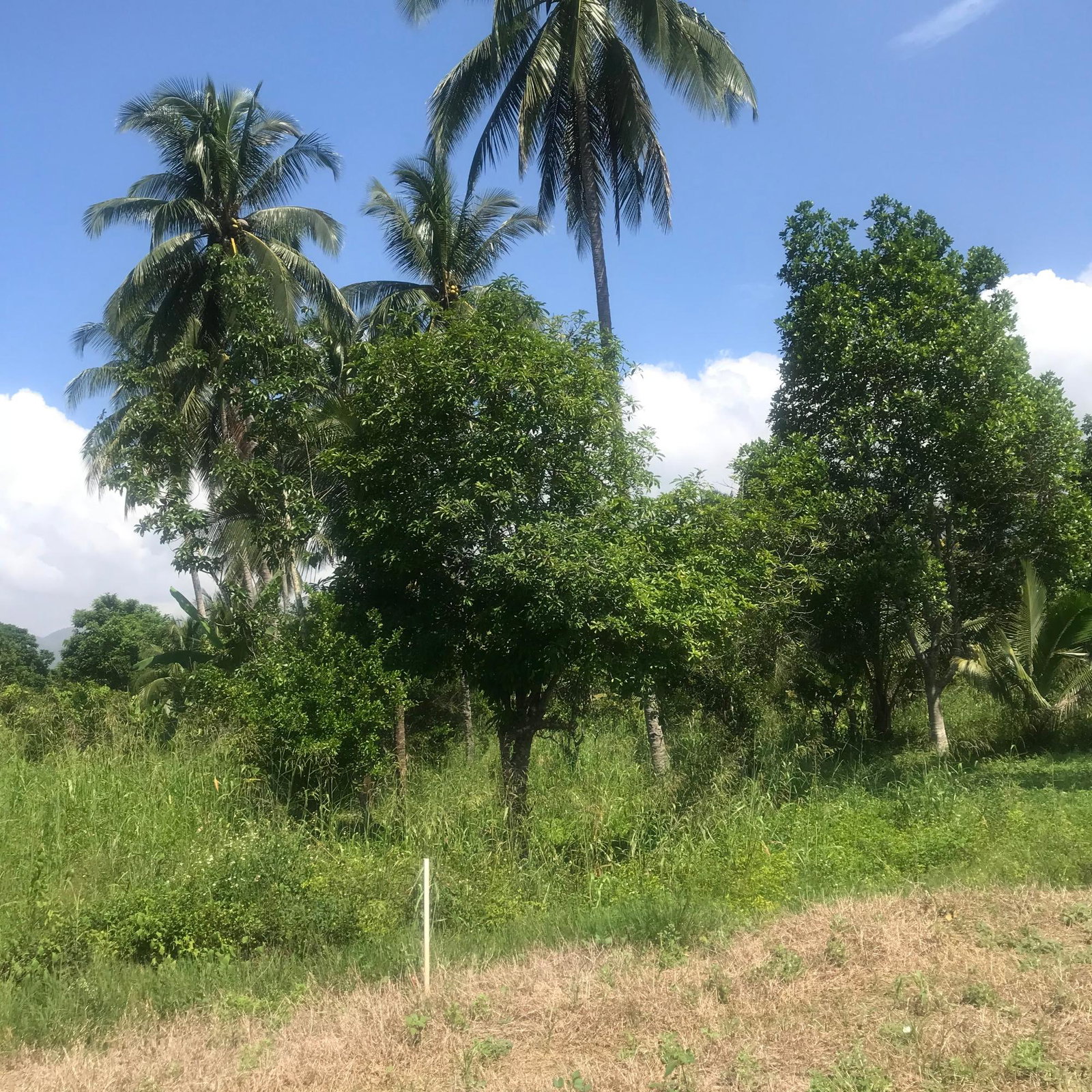 Fifteenth image of 128 Charlemont Pen, Ewarton in Ewarton, St. Catherine, Jamaica - property is For Sale