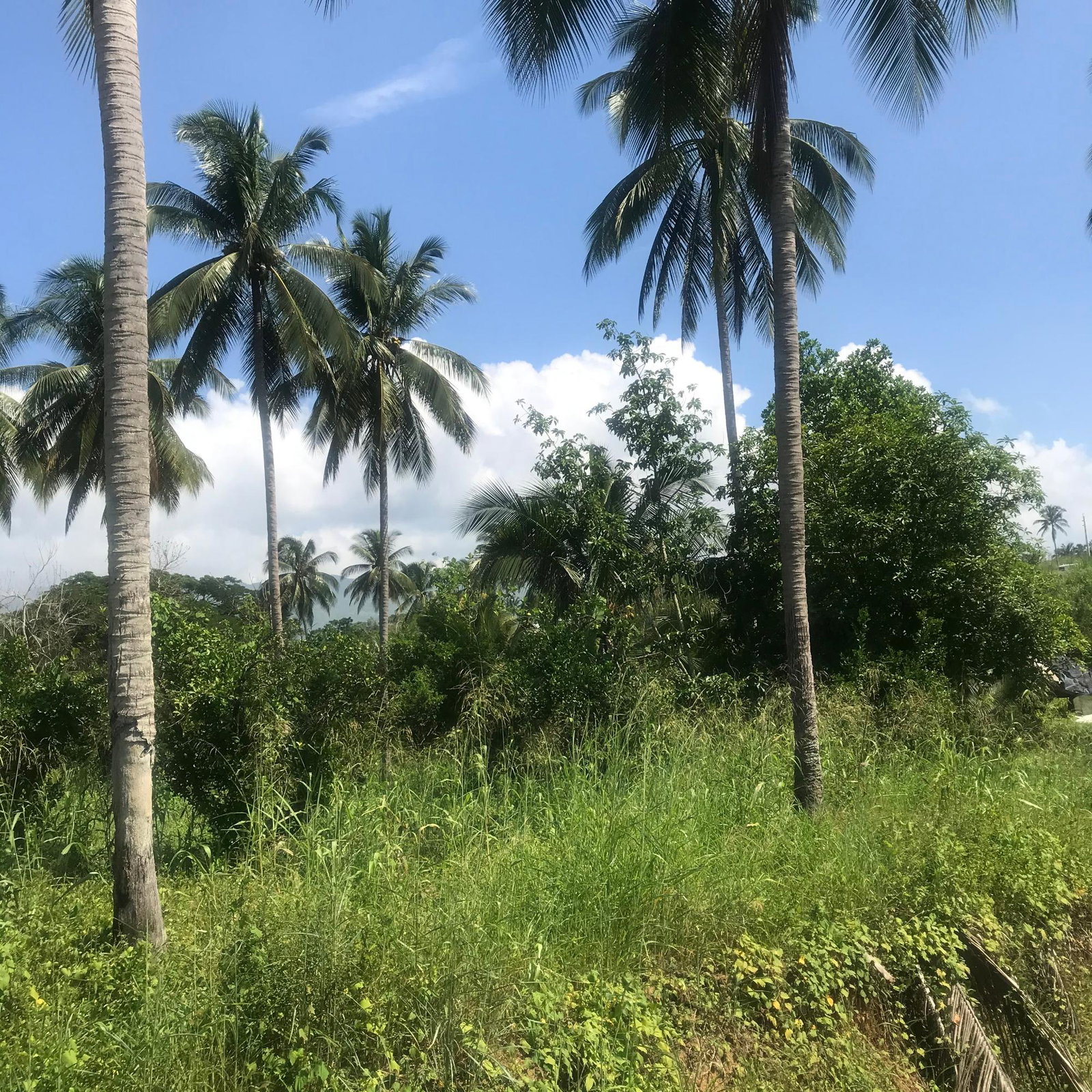 Nineteenth image of 128 Charlemont Pen, Ewarton in Ewarton, St. Catherine, Jamaica - property is For Sale