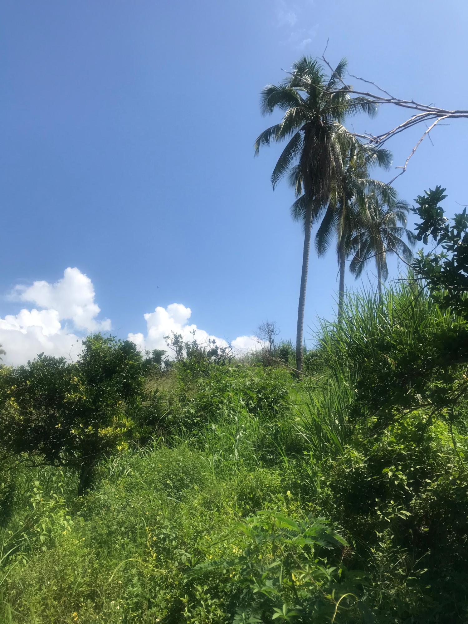 Second image of 128 Charlemont Pen, Ewarton in Ewarton, St. Catherine, Jamaica - property is For Sale