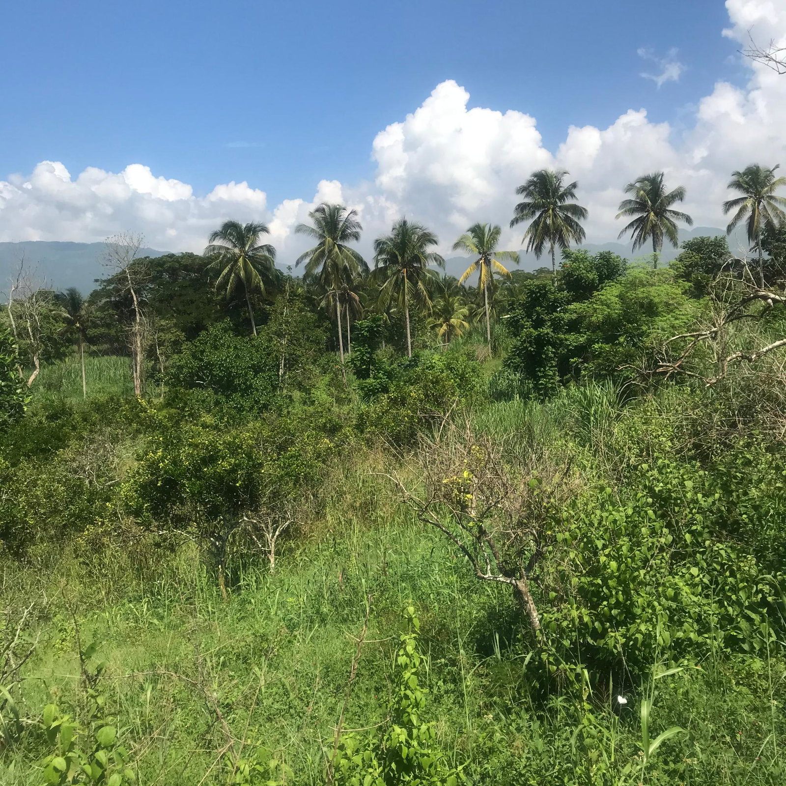 Eighth image of 128 Charlemont Pen, Ewarton in Ewarton, St. Catherine, Jamaica - property is For Sale