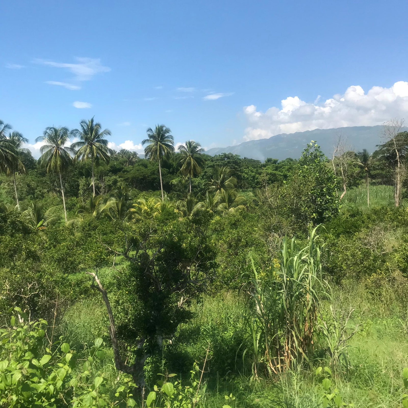 Ninth image of 128 Charlemont Pen, Ewarton in Ewarton, St. Catherine, Jamaica - property is For Sale