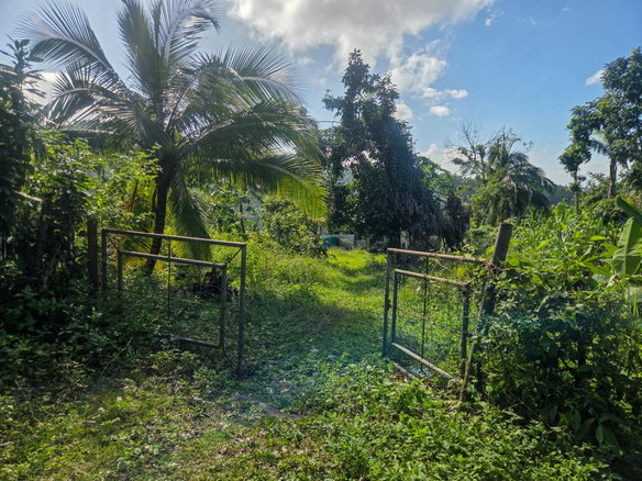 First image of 124, 145 Pentonvale District in Windsor Castle, Portland, Jamaica - property is For Sale