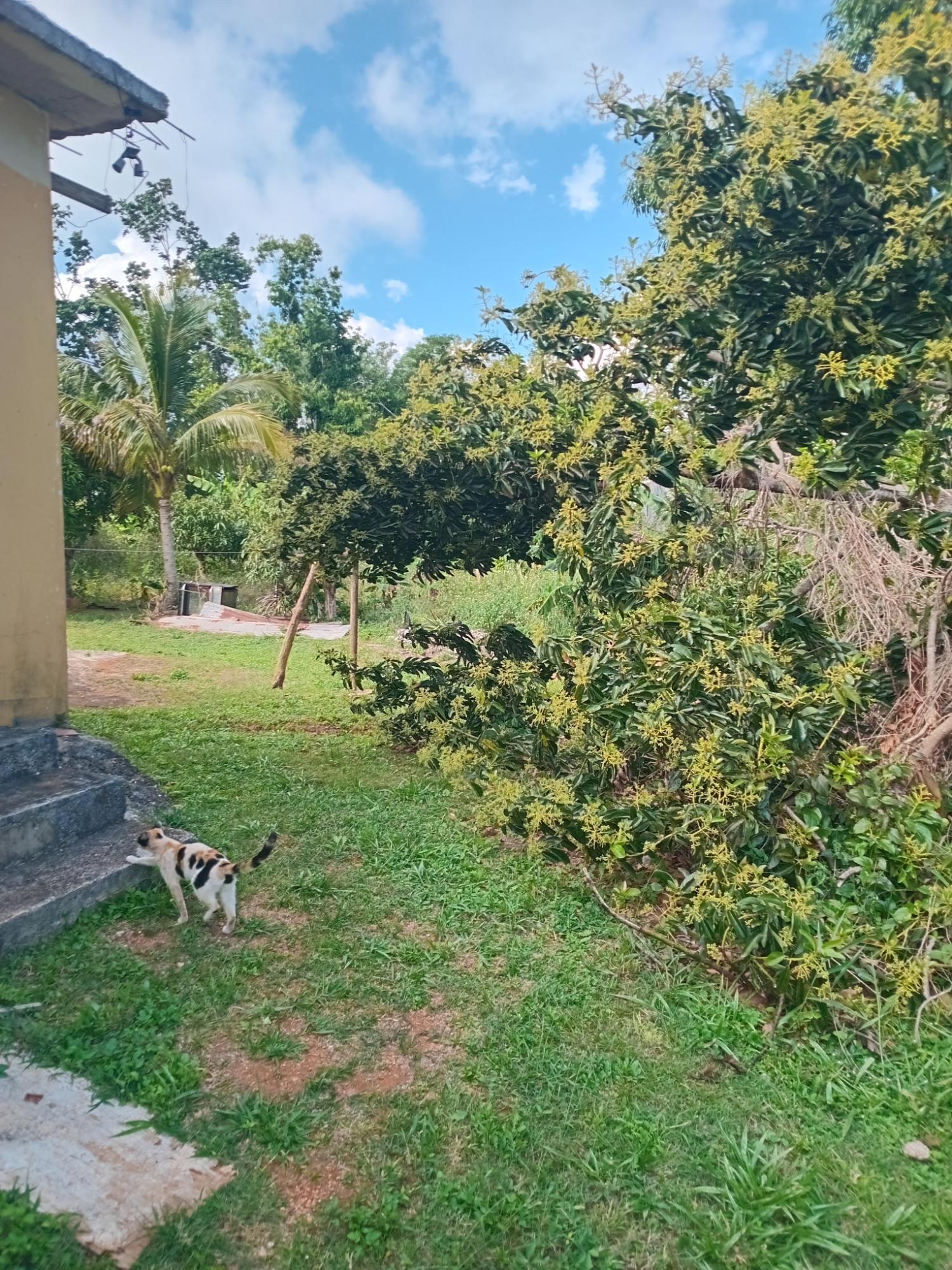 Third image of 20 Airy Mount Road in Mandeville, Manchester, Jamaica - property is For Sale