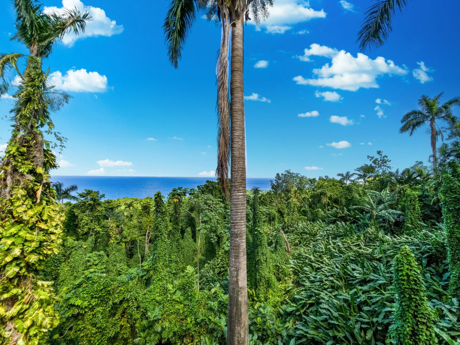 Sixth image of 105 San San Estate in SAN SAN, Portland, Jamaica - property is For Sale