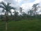First image of Lot 1- Santa Cruz Park, St. Eliz in Black River, St. Elizabeth, Jamaica - property is For Sale