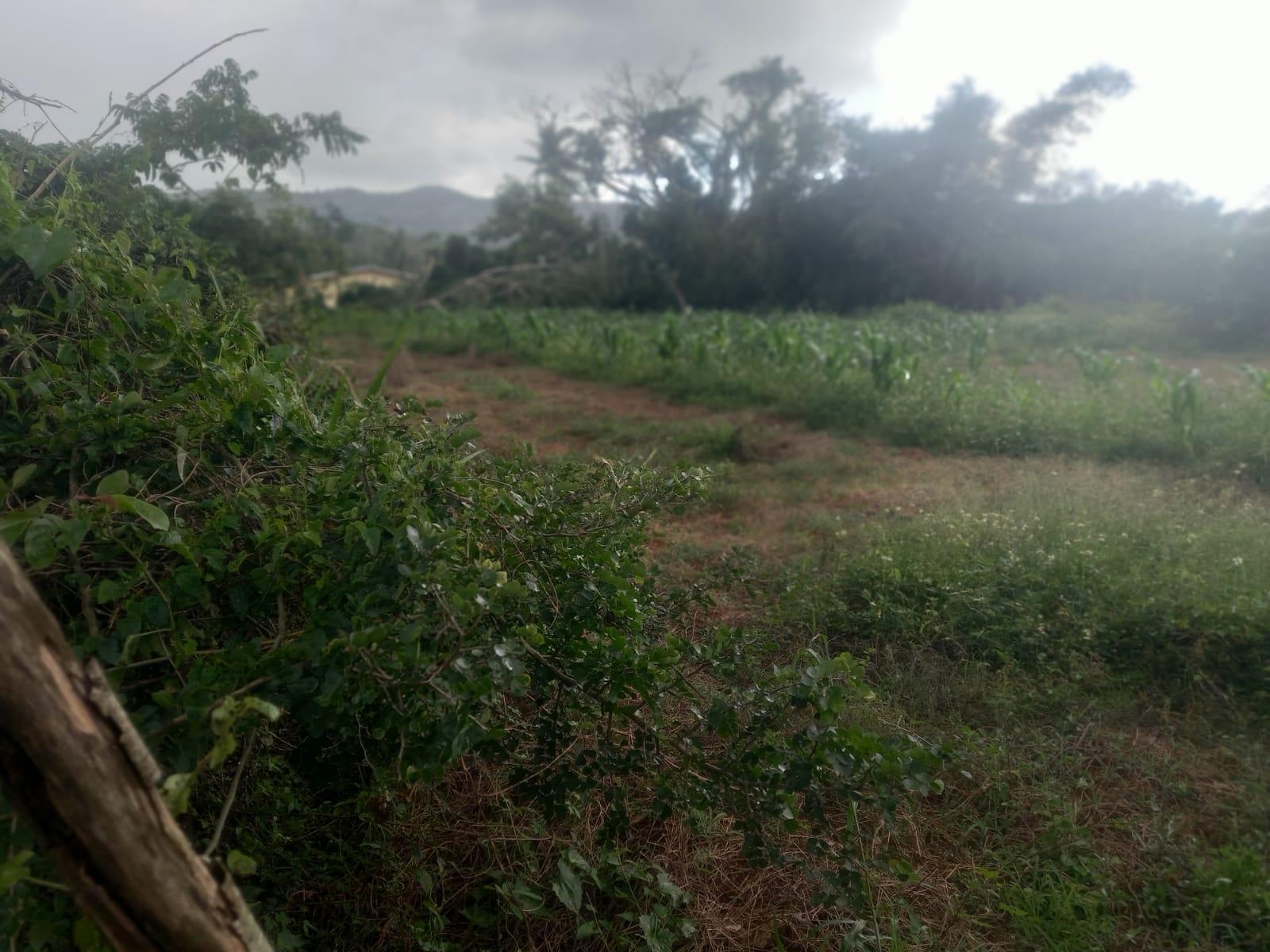 Sixteenth image of Lot 1- Santa Cruz Park, St. Eliz in Black River, St. Elizabeth, Jamaica - property is For Sale