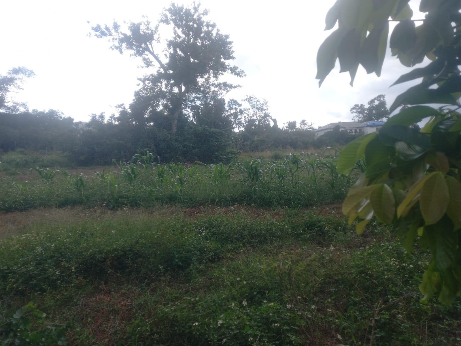 Twenty-First image of Lot 1- Santa Cruz Park, St. Eliz in Black River, St. Elizabeth, Jamaica - property is For Sale
