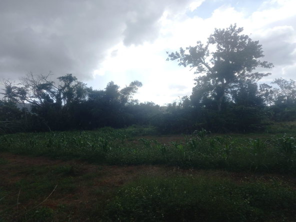 Twenty-Third image of Lot 1- Santa Cruz Park, St. Eliz in Black River, St. Elizabeth, Jamaica - property is For Sale