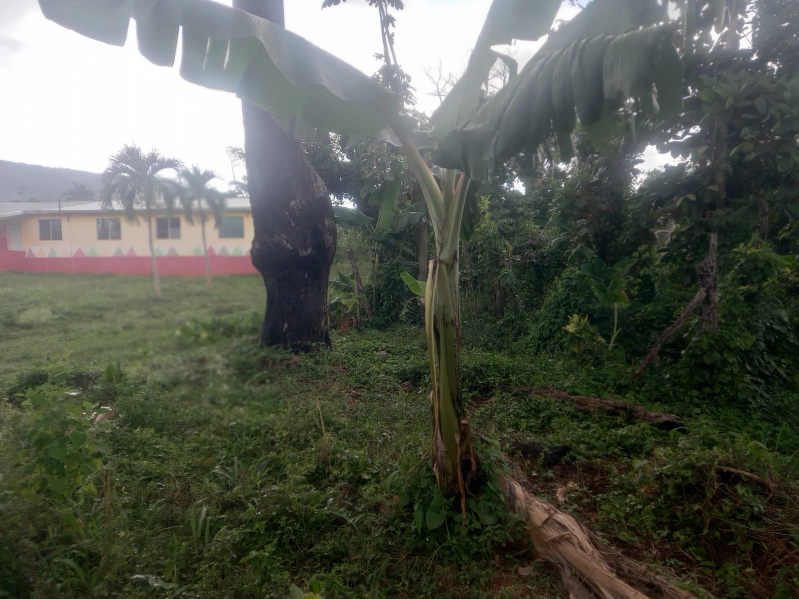 Ninth image of Lot 1- Santa Cruz Park, St. Eliz in Black River, St. Elizabeth, Jamaica - property is For Sale