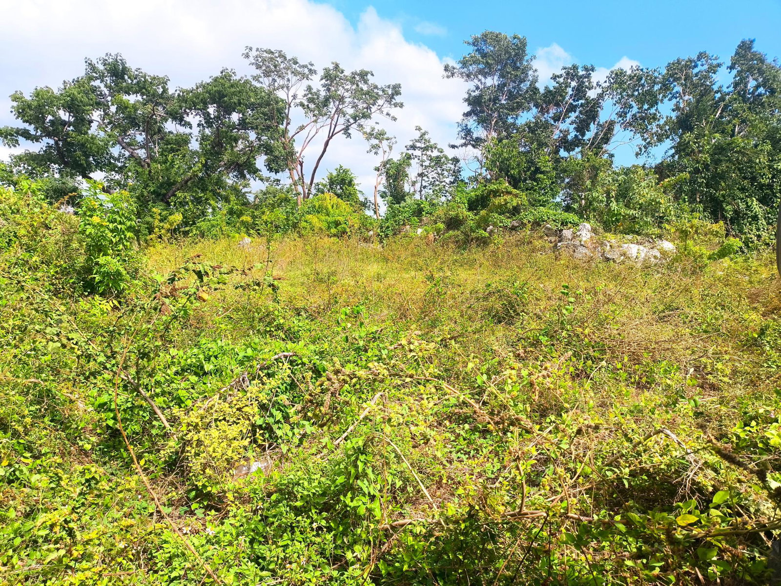 Fourth image of Black Top Road in Negril, Westmoreland, Jamaica - property is For Sale