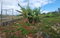 First image of 53 Avondale Heights in Cedar Grove, Manchester, Jamaica - property is For Sale
