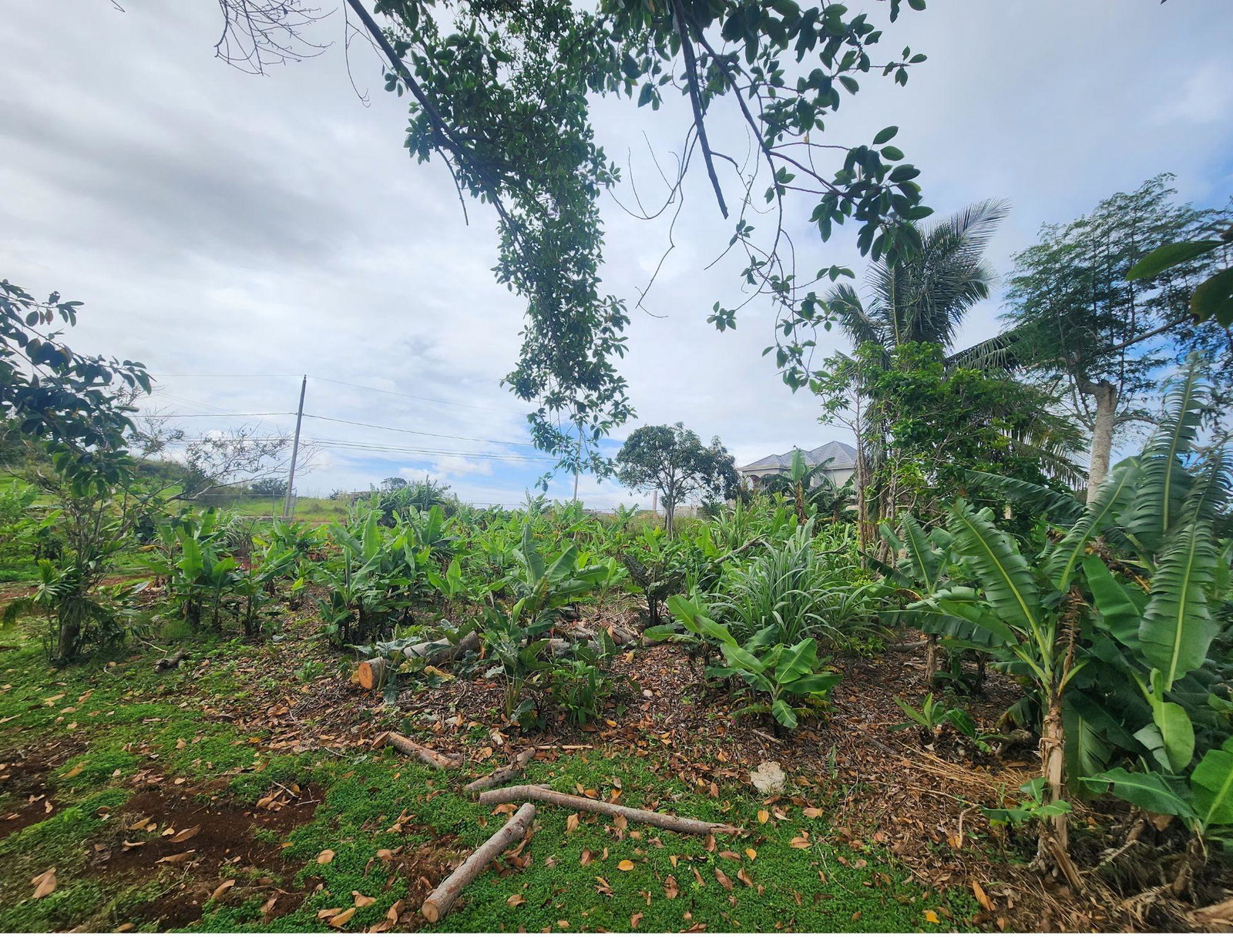 Sixth image of 53 Avondale Heights in Cedar Grove, Manchester, Jamaica - property is For Sale
