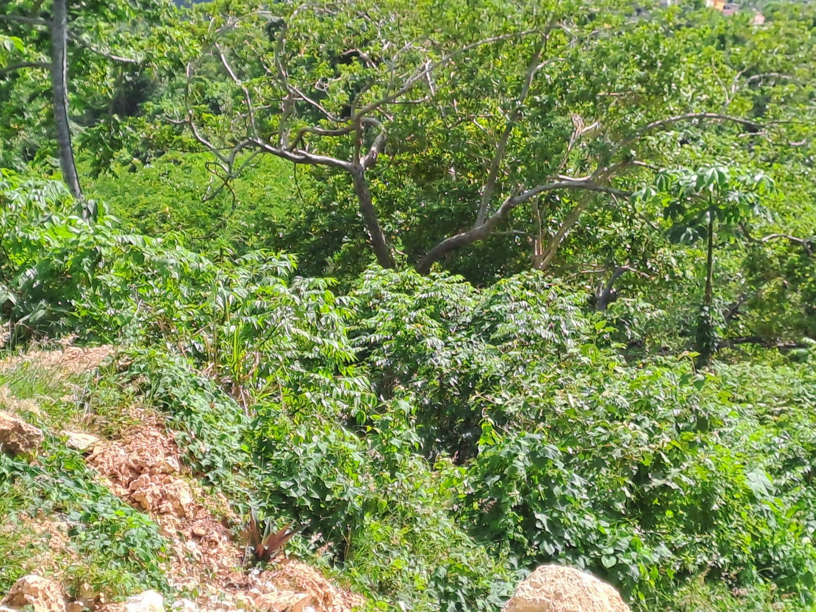 Fourth image of Lot 6- Part of Three Hills in Three Hills, St. Mary, Jamaica - property is For Sale