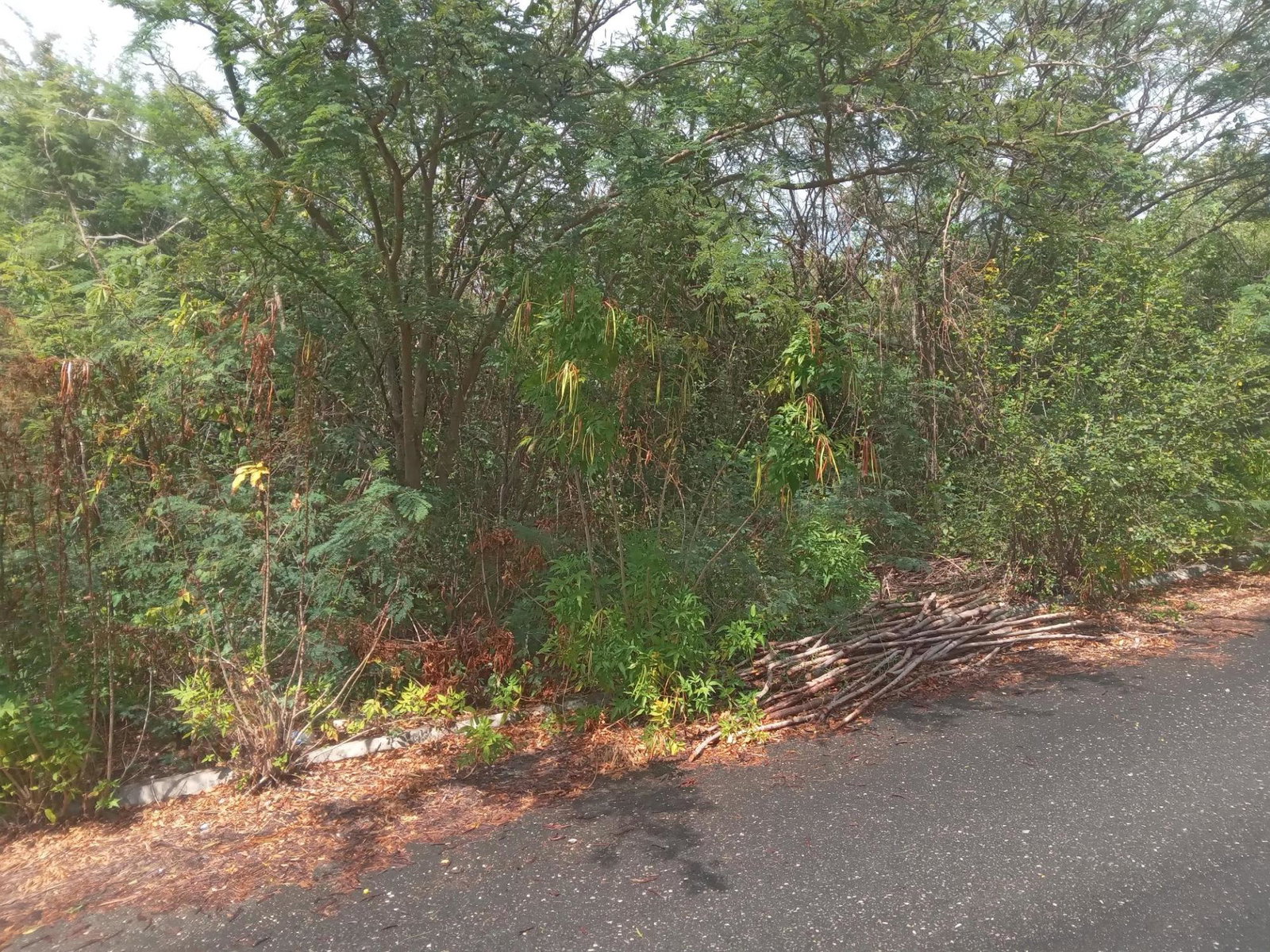 Tenth image of Captain Bligh Road in WHITE HORSES, St. Thomas, Jamaica - property is For Sale