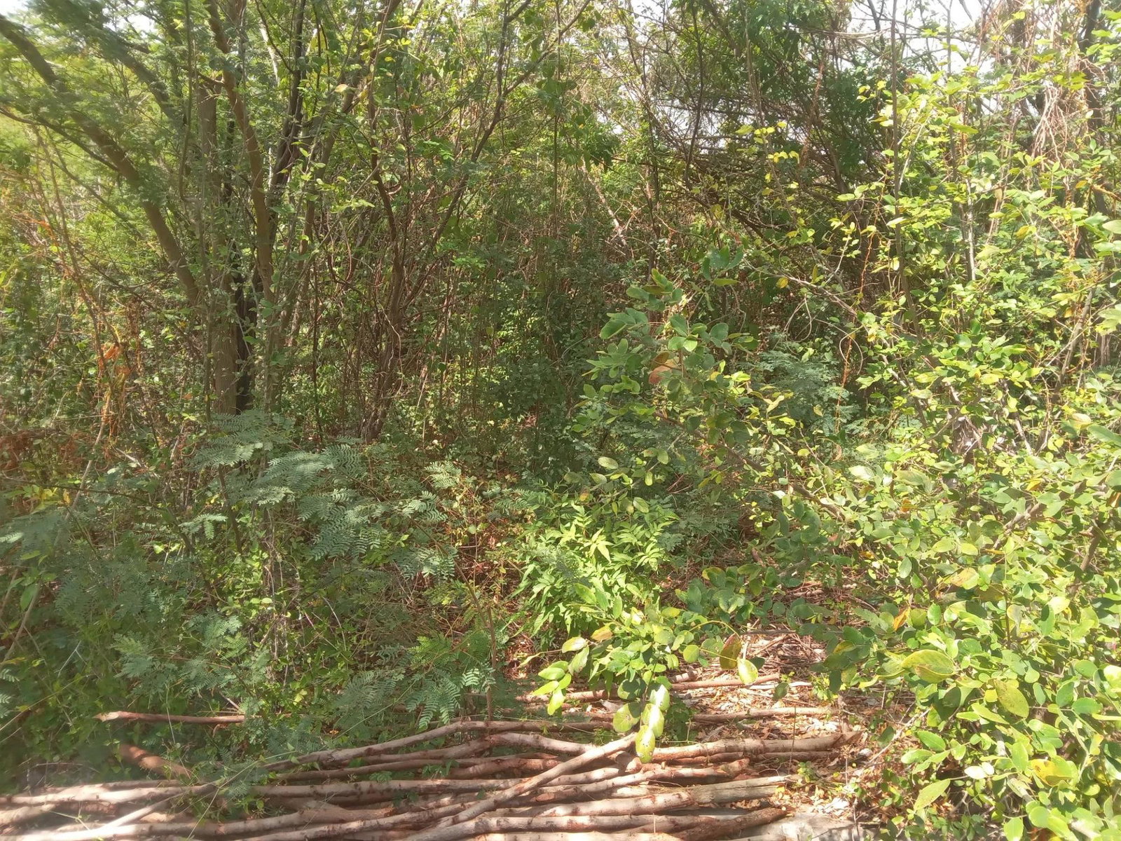 Twelfth image of Captain Bligh Road in WHITE HORSES, St. Thomas, Jamaica - property is For Sale