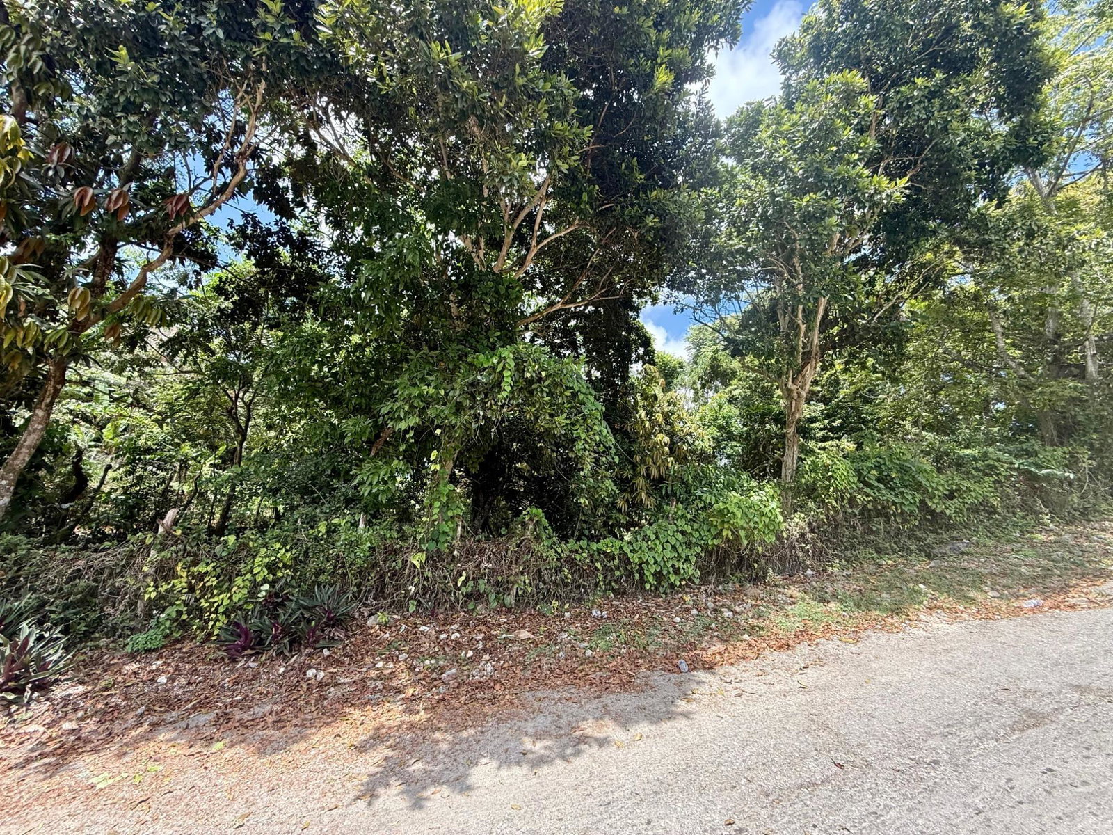Fourth image of Lincoln Road, St. Ann in Lincoln, St. Ann, Jamaica - property is For Sale