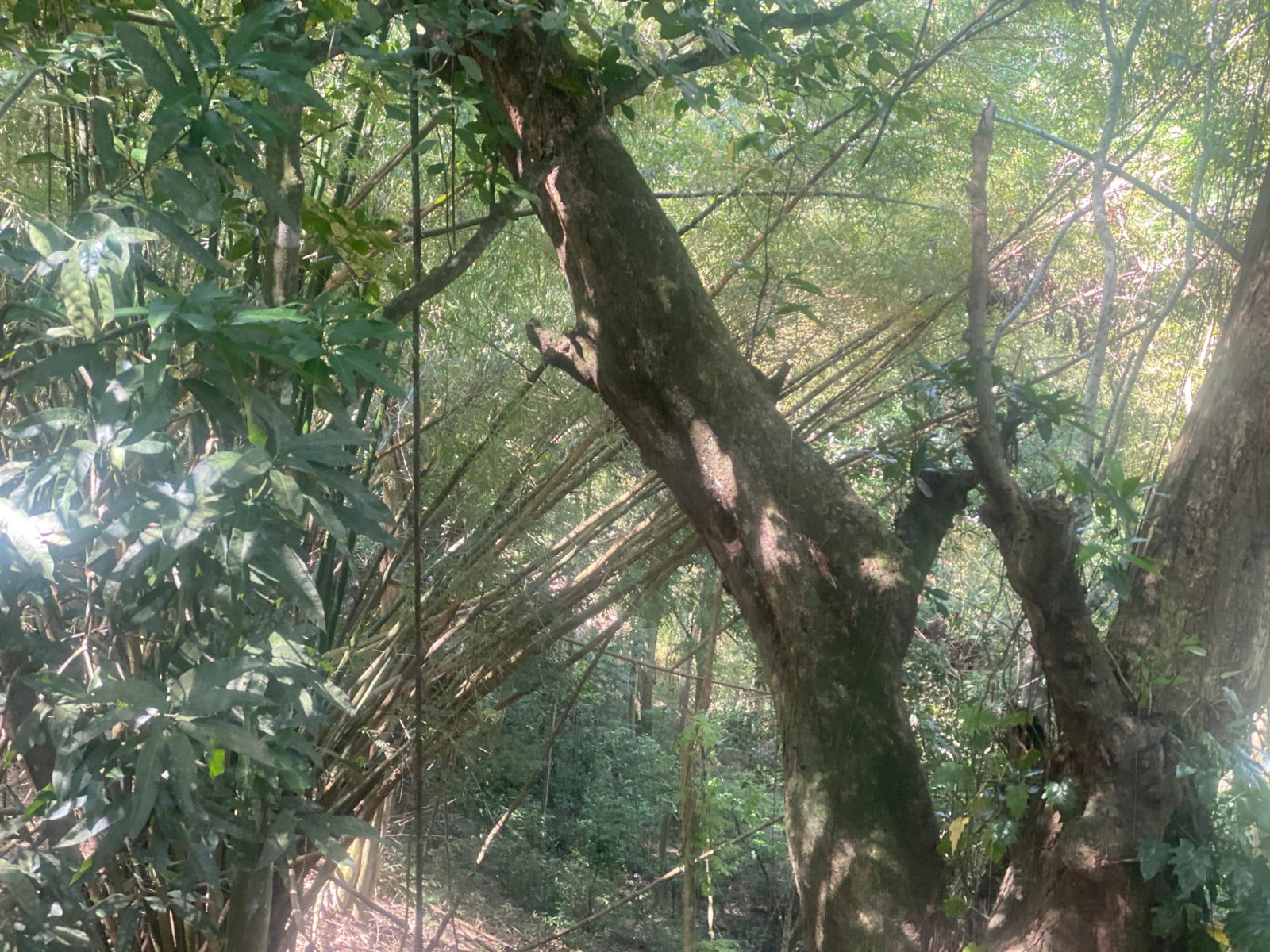 Third image of Dressikie in Lambkin Hill, St. Mary, Jamaica - property is For Sale