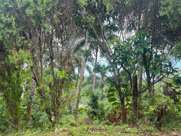 Twenty-Seventh image of Lime Hall- st Ann in Lime Hall, St. Ann, Jamaica - property is For Sale