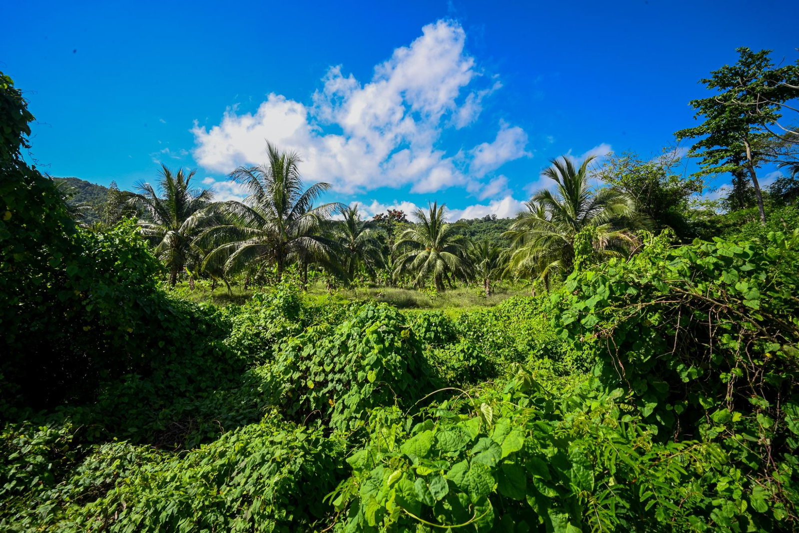 Ninth image of Lot 2b- st Margaret's Bay in St. Margaret's Bay, Portland, Jamaica - property is For Sale