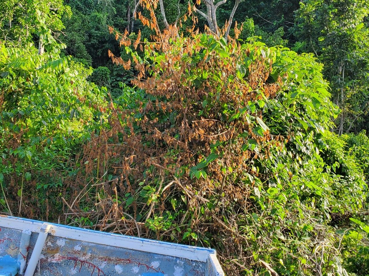 Sixth image of 11- Wilderness, Oracabessa, s in Oracabessa, St. Mary, Jamaica - property is For Sale