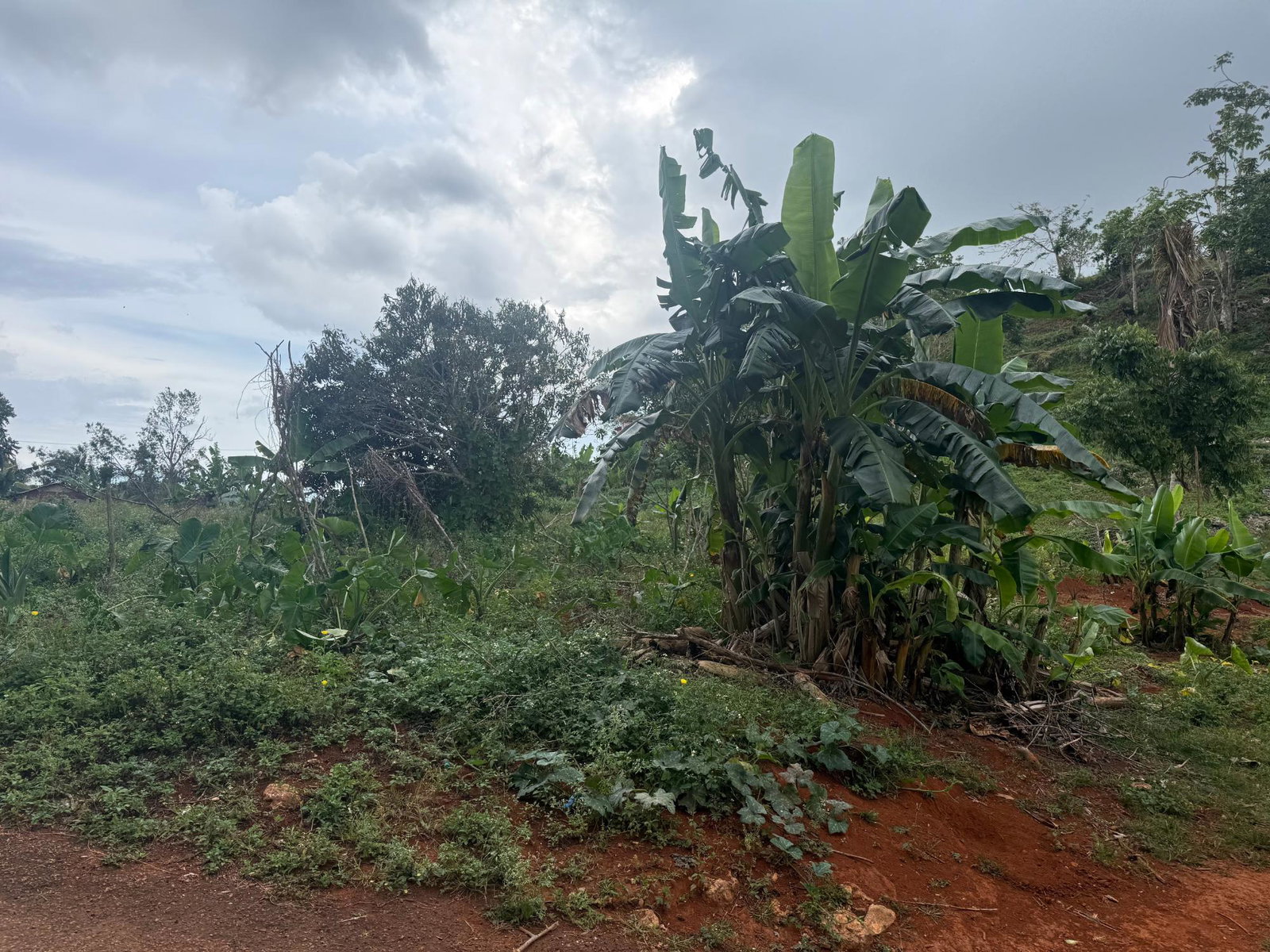 Seventh image of Part of Retirement in Watt Town, St. Ann, Jamaica - property is For Sale