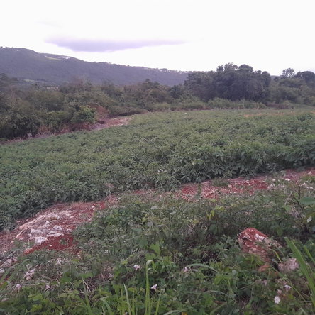 Second image of Gayletown, Top Hill in Top Hill, St. Elizabeth, Jamaica - property is For Sale