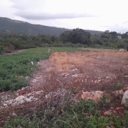 Third image of Gayletown, Top Hill in Top Hill, St. Elizabeth, Jamaica - property is For Sale