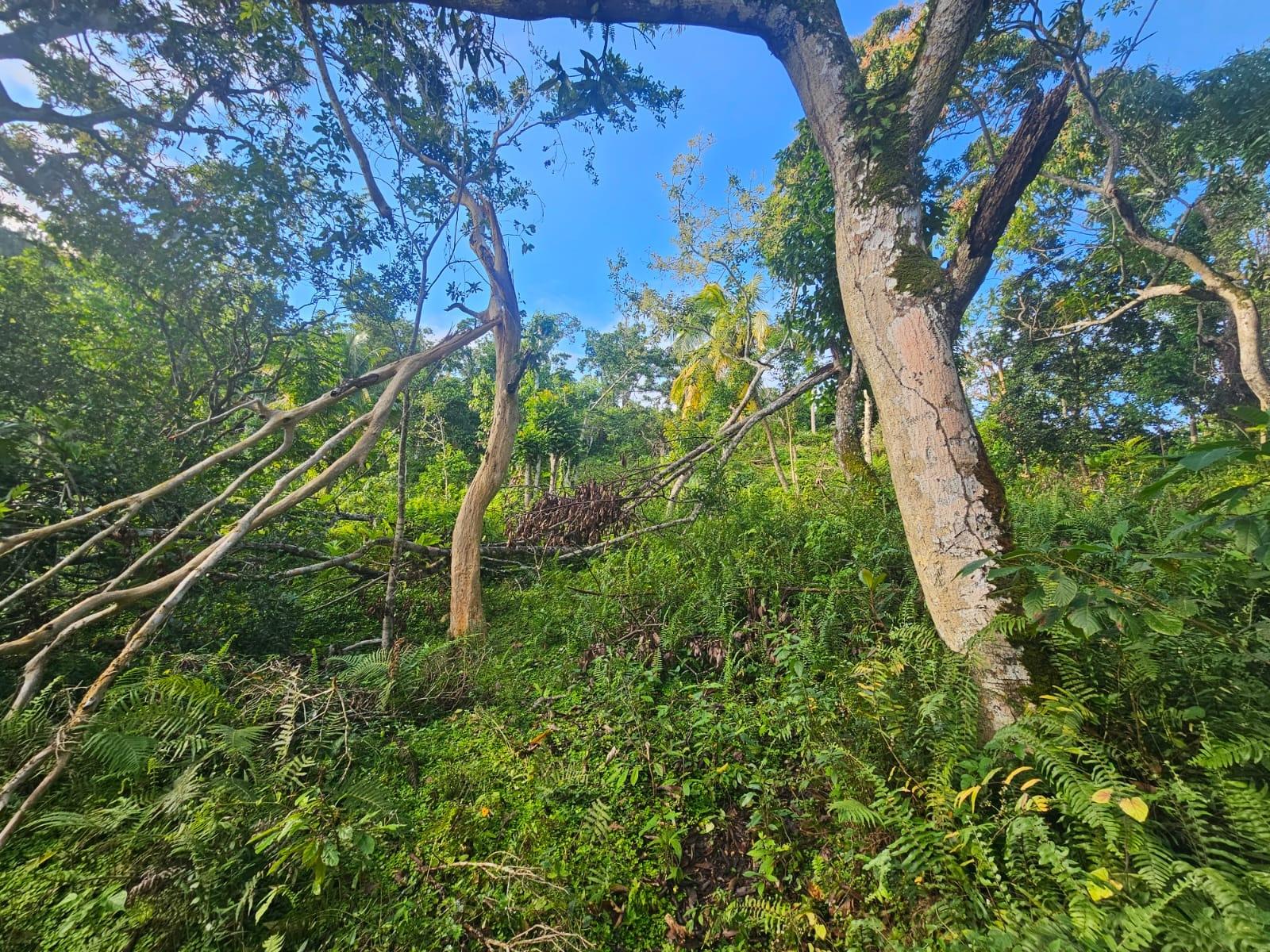 Thirtieth image of Orange Hill, Browns Town in Browns Town, St. Ann, Jamaica - property is For Sale