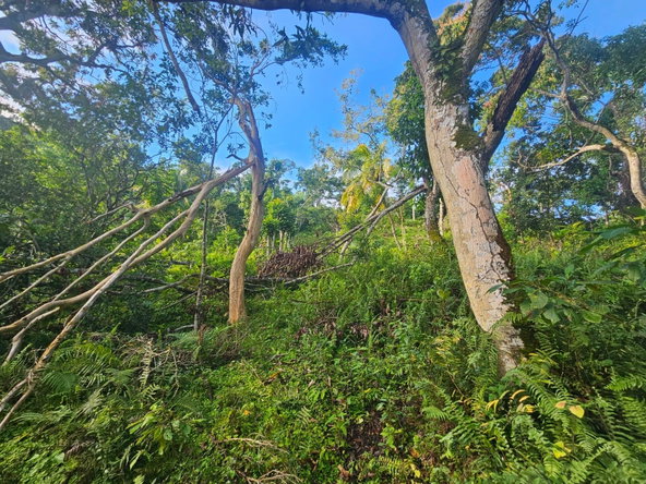 Thirtieth image of Orange Hill, Browns Town in Browns Town, St. Ann, Jamaica - property is For Sale