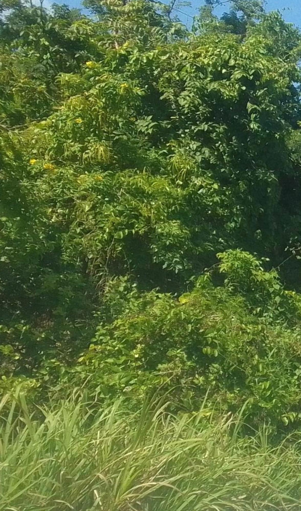 First image of Land Part of Clermont Dun in Duncans, Trelawny, Jamaica - property is For Sale