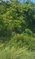 First image of Land Part of Clermont Dun in Duncans, Trelawny, Jamaica - property is For Sale