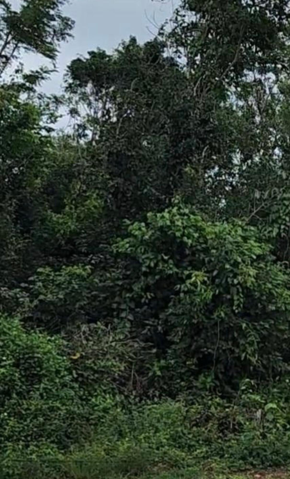 Second image of Land Part of Clermont Dun in Duncans, Trelawny, Jamaica - property is For Sale