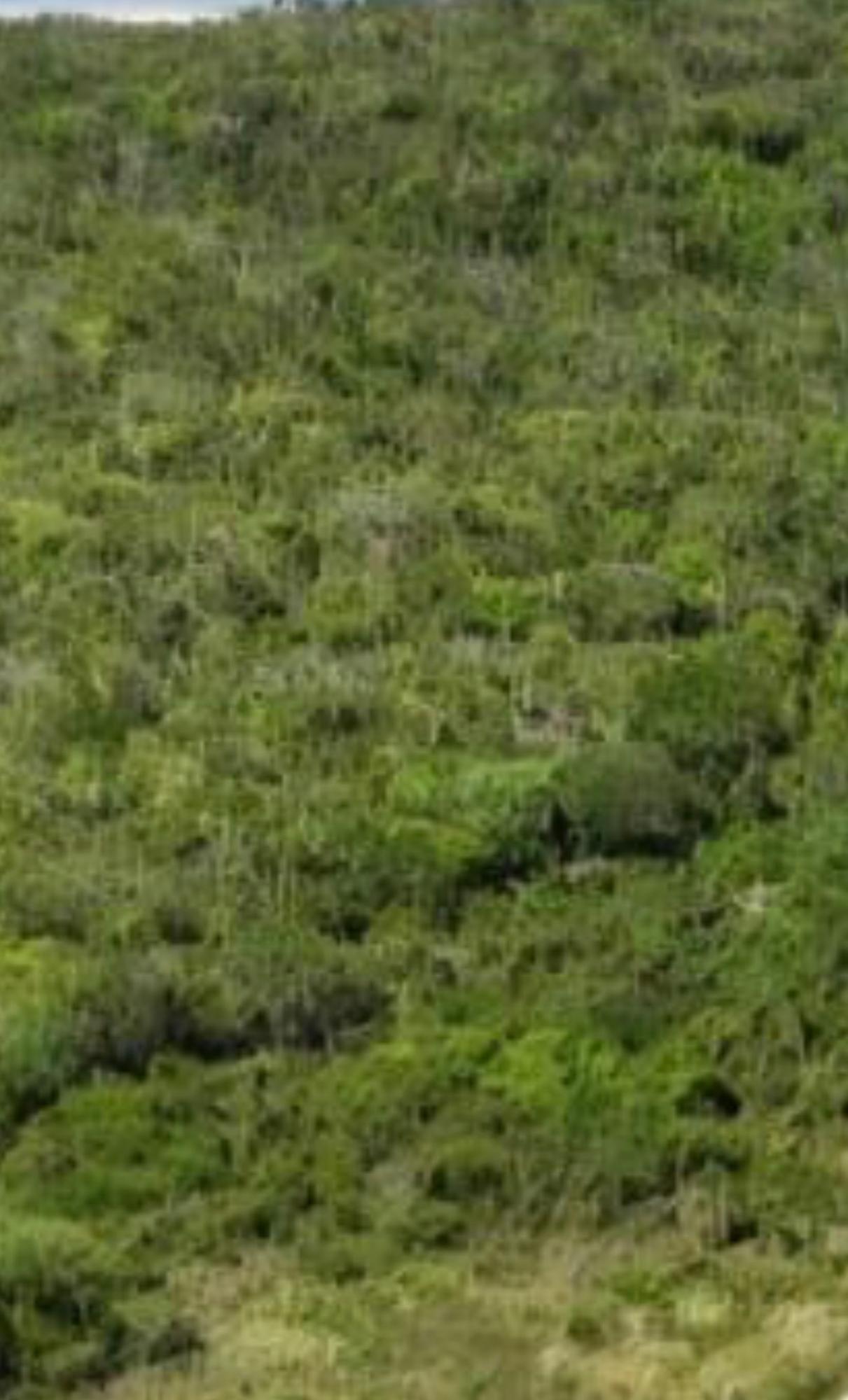 Third image of Land Part of Clermont Dun in Duncans, Trelawny, Jamaica - property is For Sale
