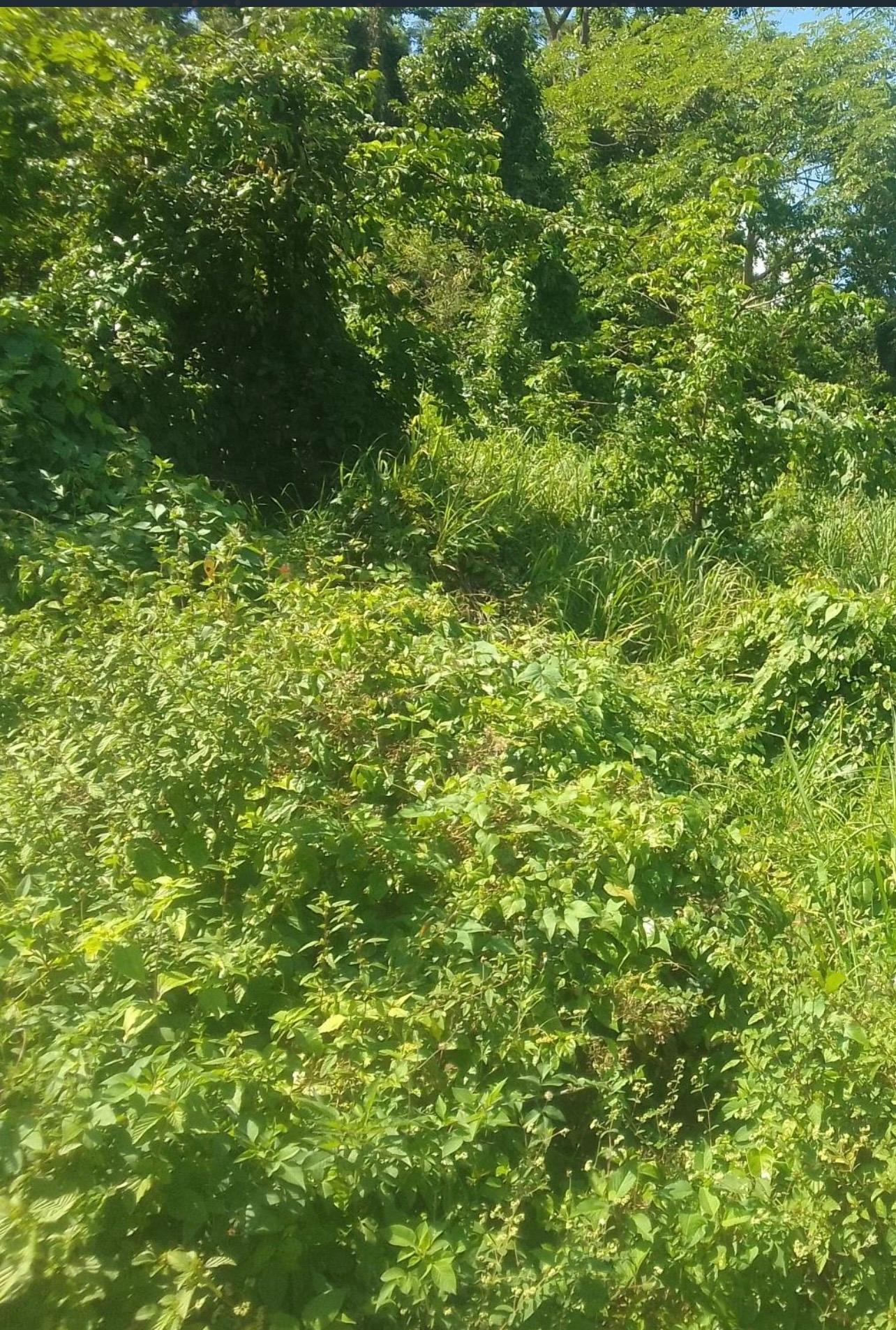 Fourth image of Land Part of Clermont Dun in Duncans, Trelawny, Jamaica - property is For Sale
