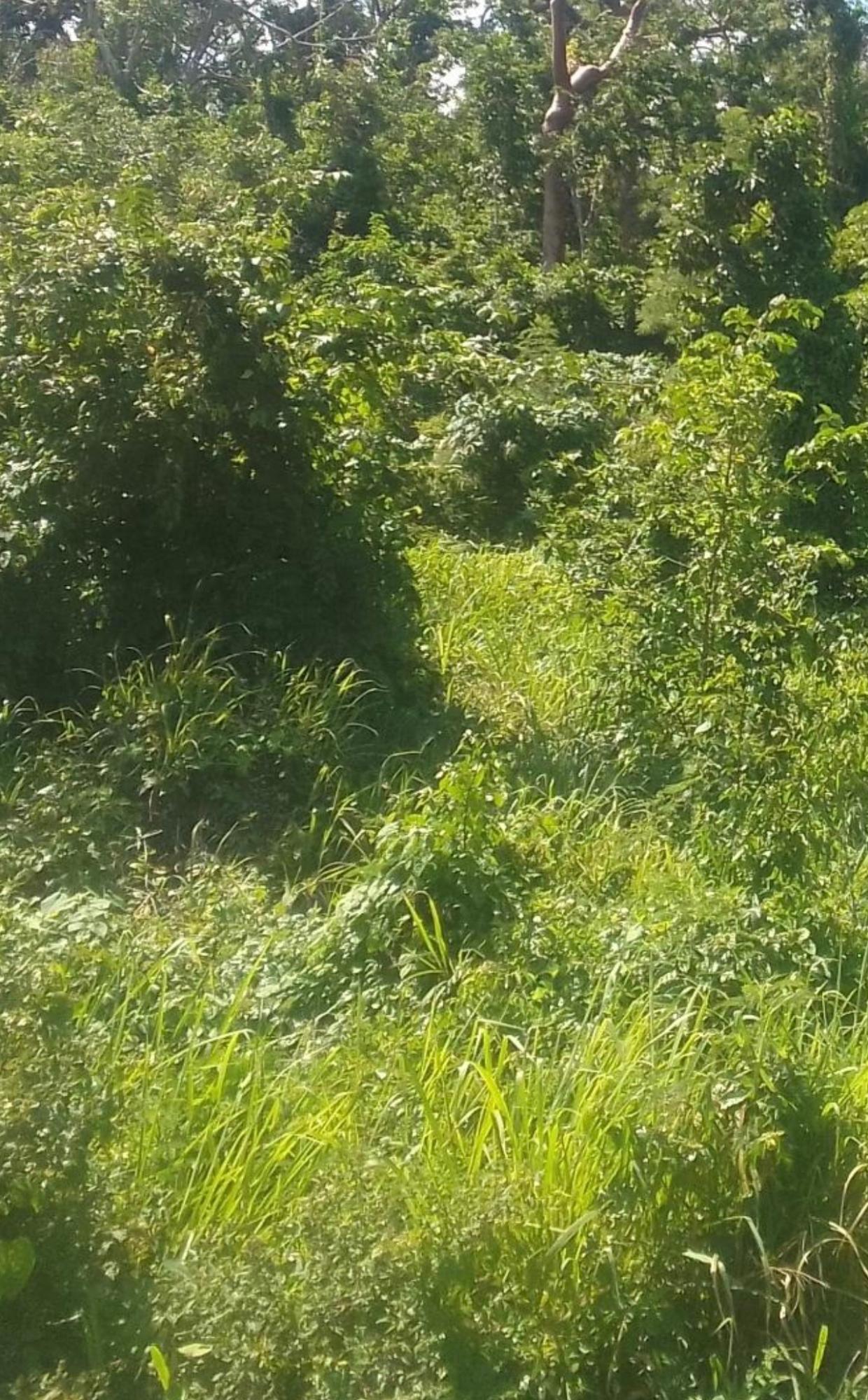 Fifth image of Land Part of Clermont Dun in Duncans, Trelawny, Jamaica - property is For Sale