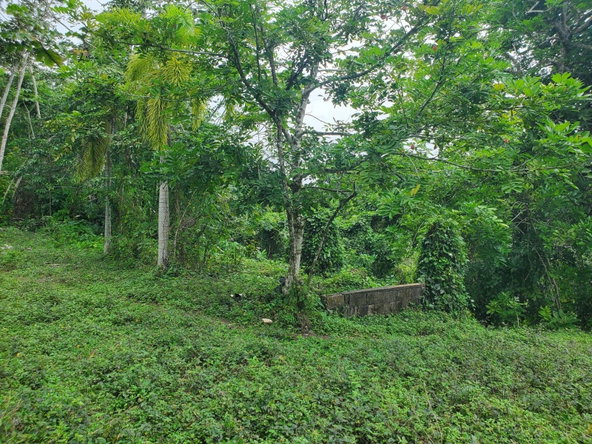 Fifteenth image of Little Oxford, St. Mary in Free Hill, St. Mary, Jamaica - property is For Sale