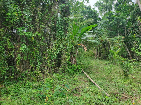 Sixteenth image of Little Oxford, St. Mary in Free Hill, St. Mary, Jamaica - property is For Sale