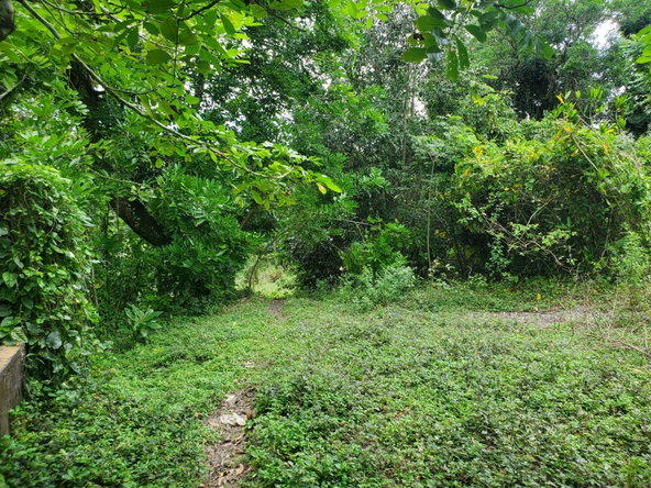 Seventeenth image of Little Oxford, St. Mary in Free Hill, St. Mary, Jamaica - property is For Sale
