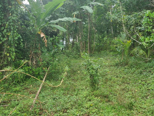 Eighteenth image of Little Oxford, St. Mary in Free Hill, St. Mary, Jamaica - property is For Sale
