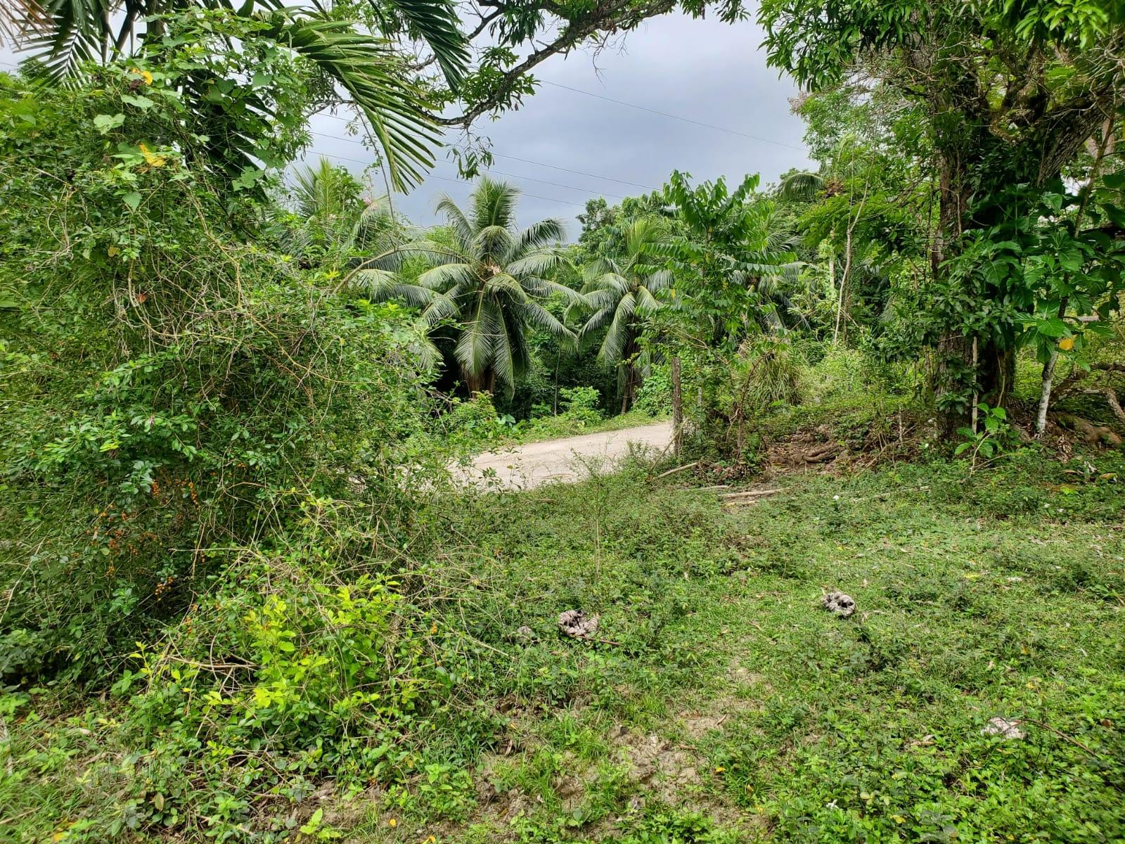 Nineteenth image of Little Oxford, St. Mary in Free Hill, St. Mary, Jamaica - property is For Sale