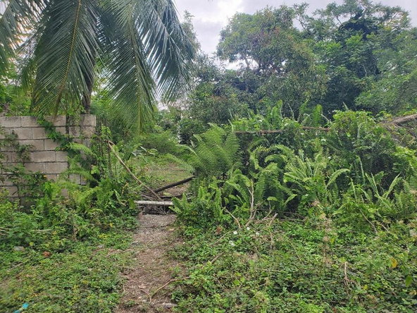Twenty-Second image of Little Oxford, St. Mary in Free Hill, St. Mary, Jamaica - property is For Sale