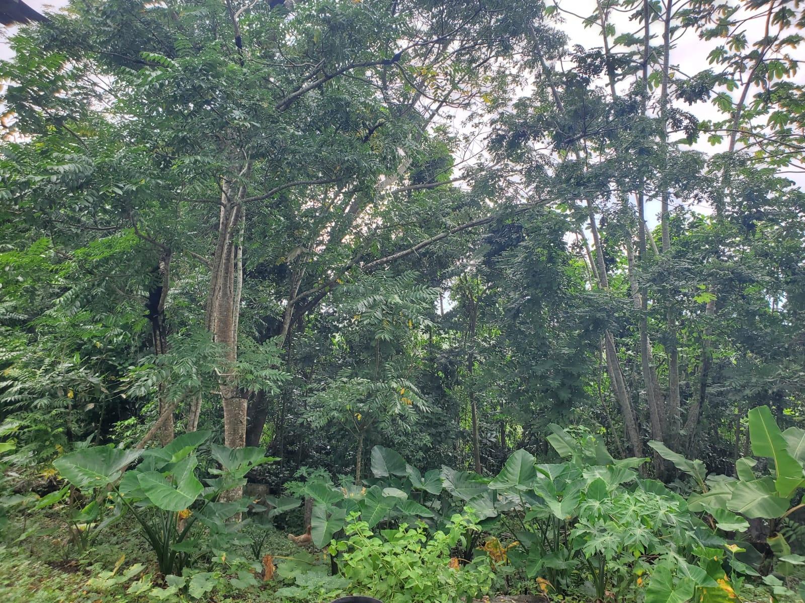 Third image of Little Oxford, St. Mary in Free Hill, St. Mary, Jamaica - property is For Sale
