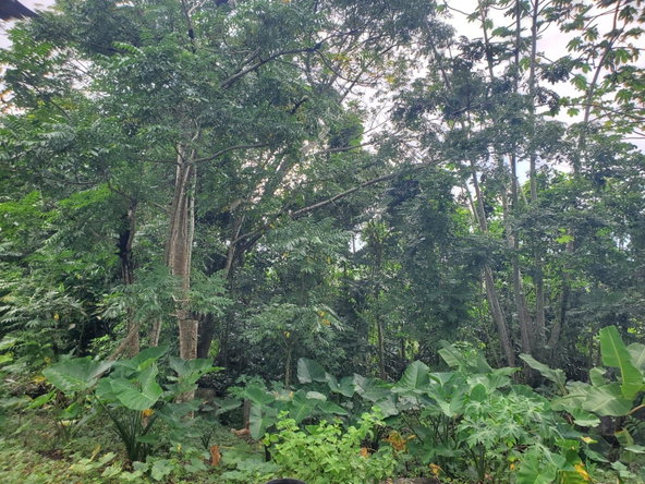 Third image of Little Oxford, St. Mary in Free Hill, St. Mary, Jamaica - property is For Sale
