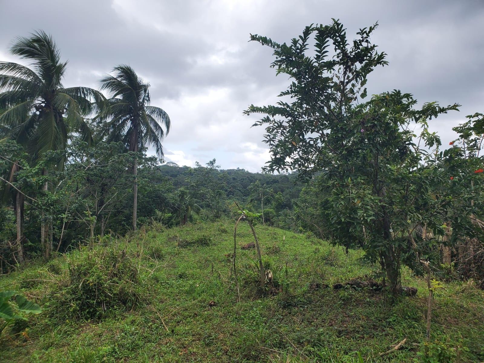 Fifth image of Little Oxford, St. Mary in Free Hill, St. Mary, Jamaica - property is For Sale