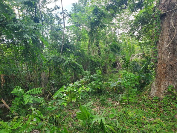 Sixth image of Little Oxford, St. Mary in Free Hill, St. Mary, Jamaica - property is For Sale
